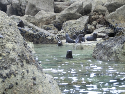 abeltasman (18)
